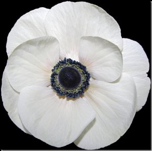 white_poppy_2_by_ccmerino